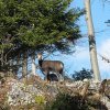 Chamois 5 lacs