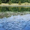 N&eacute;nuphars sur le lac du Petit Maclu